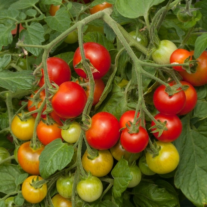 Picture of Tomato Cherry Falls F1